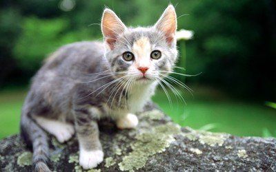 母猫能知道自己的孩子吗？猫能不能认出自己的孩子？