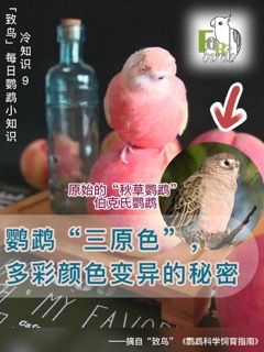 【致鸟】 鹦鹉“三原色”，多彩颜色变异的秘密（鹦鹉品系遗传突变）