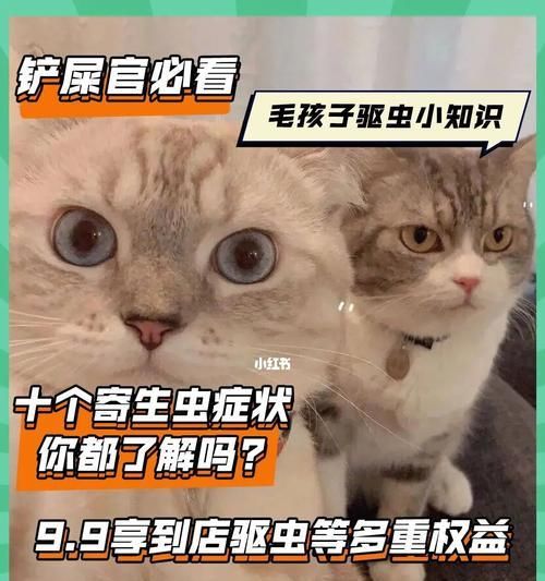 宠物猫身上有小白色虫子怎么办（猫咪身上的小白虫子可能会传染疾病）