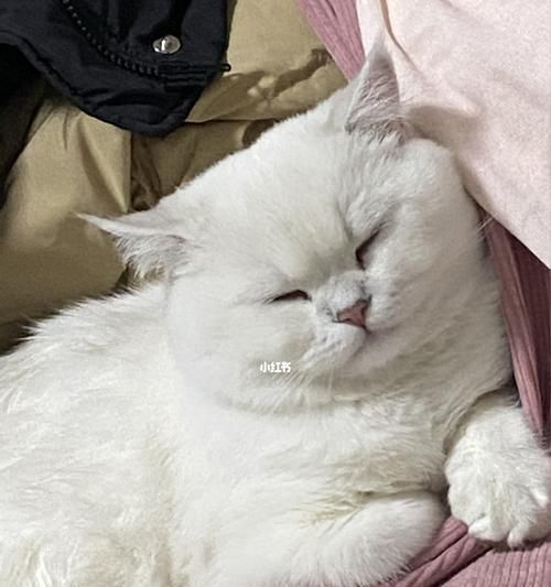 宠物猫突然不怎么长个子（探究猫咪长个子的原因和影响）