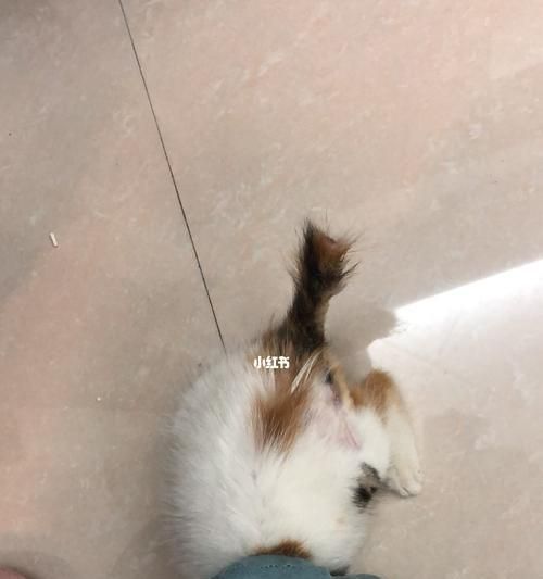 宠物猫突然不怎么长个子（探究猫咪长个子的原因和影响）