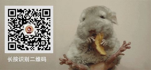 豚鼠是实验动物的代名词，可惜你家那只不是