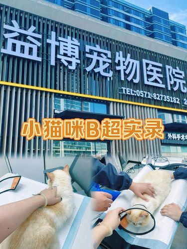 已出院｜7岁青壮小猫膀胱痊愈录