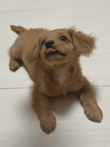 泥嚎 我是狗