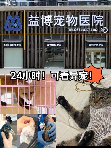 杭州难得！能给孔雀看病的异宠医院！24h待命