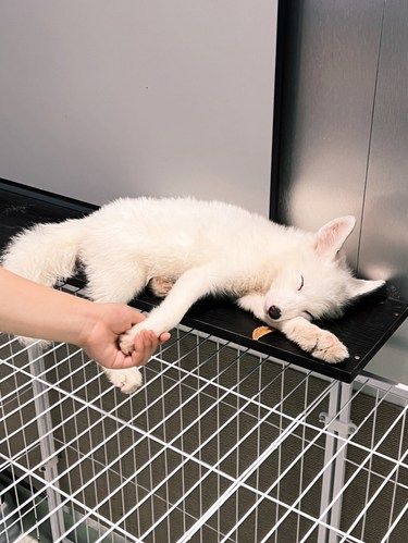 在宁波摸到了小狐狸