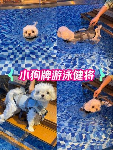 一定要带狗子体验的活动！没有一个狗狗不爱游泳