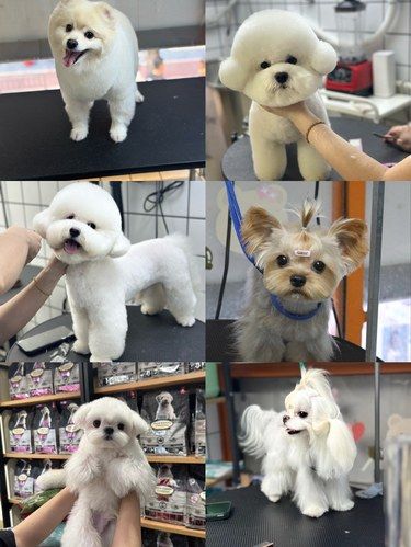宁波非常靠谱的宠物洗护美容店！铲屎官们闭眼冲