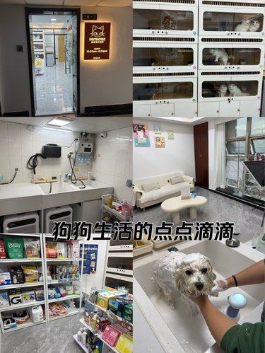 汪星人的变香香日常