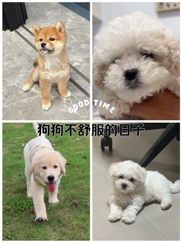 宠物狗狗的日常萌