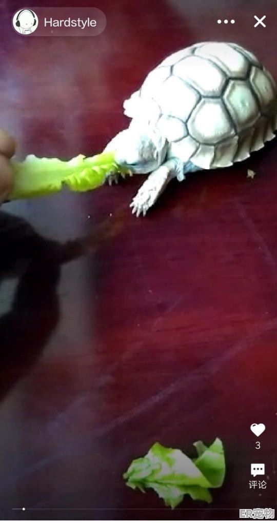 热带龟有哪些，好看的热带宠物龟