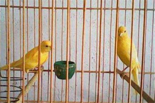 芙蓉鸟的选购标准