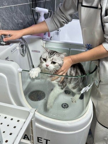太原｜喵星人的美容院日常