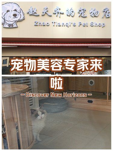 一家超级超级赞的赵天齐的宠物店