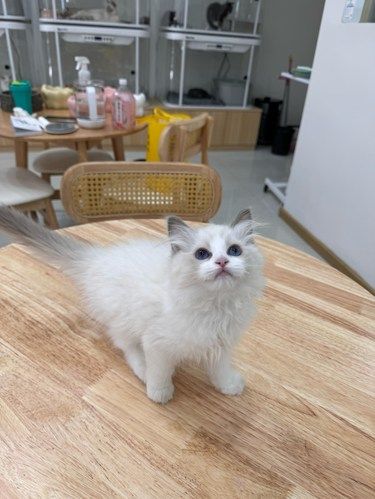 吾悦也有撸猫的地方啦！！