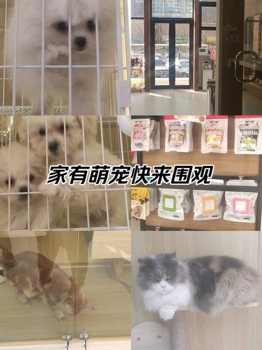 宠物店新成员，超可爱哦！