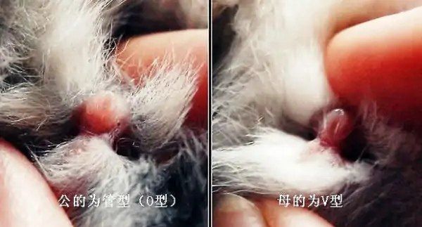 怎样辨别兔子的品种，宠物兔识别