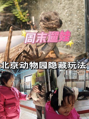 北京动物园隐藏玩法，别再隔着笼子看动物啦！