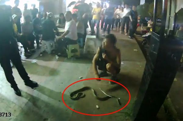 慎点！云南一男子酒后在街头遛蛇，被行拘5日