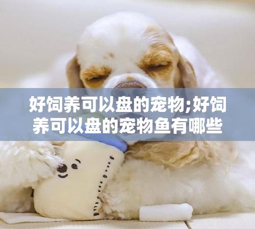 好饲养可以盘的宠物;好饲养可以盘的宠物鱼有哪些