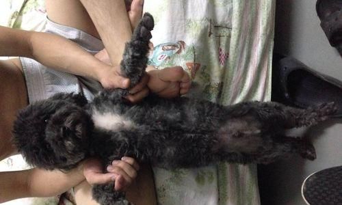 狗狗腿部的黑色疙瘩是怎么回事？（了解狗狗的皮肤问题，守护宠物的健康）