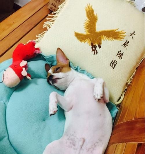 吉娃娃的乱舔乱扑怎么办？（宠物行为问题处理方法，）