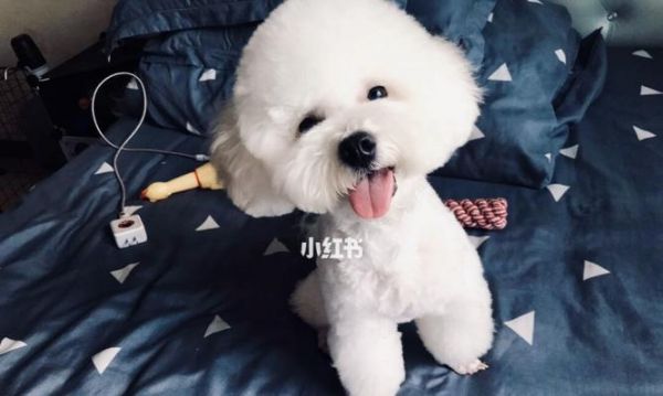 比熊该如何选择适合自己的狗粮（以宠物健康为重）