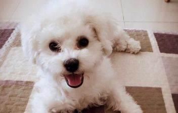 比熊该如何选择适合自己的狗粮（以宠物健康为重）