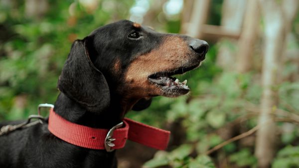 宠物狗 pet dog