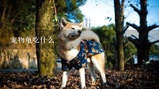 宠物龟吃什么