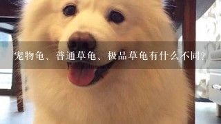 宠物龟、普通草龟、极品草龟有什么不同？