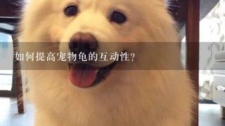 如何提高宠物龟的互动性？
