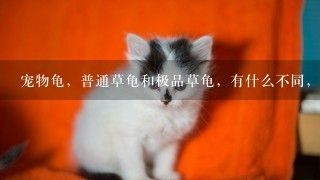 宠物龟，普通草龟和极品草龟，有什么不同，新手那个好养，都是龟苗