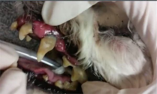 啃磨牙棒=给狗刷牙？狗狗可能得牙周病！刷牙才是硬道理