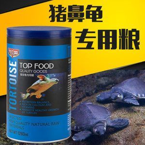 猪鼻龟批发：猪鼻龟的饲养技巧 龙鱼百科 第2张