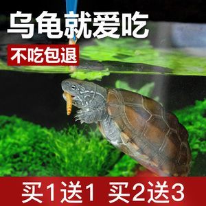 猪鼻龟批发：猪鼻龟的饲养技巧 龙鱼百科 第3张