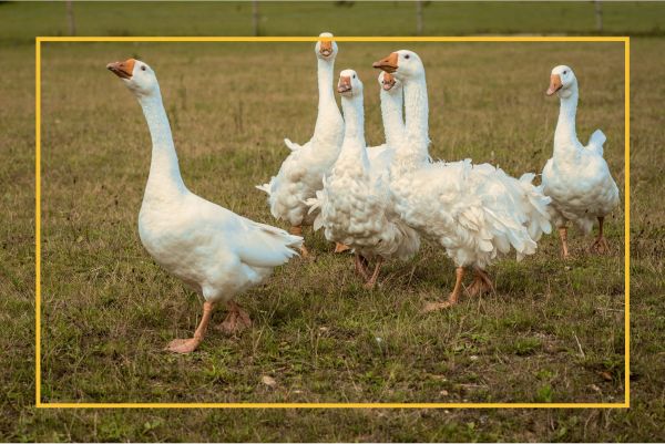 一群长着皱褶白色羽毛的鹅走过草地。 照片由 Nick Fewings 在 Unsplash 上拍摄。