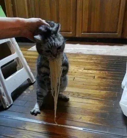 猫到底应该吃什么，怎么吃？猫哥告诉你一个小秘密~