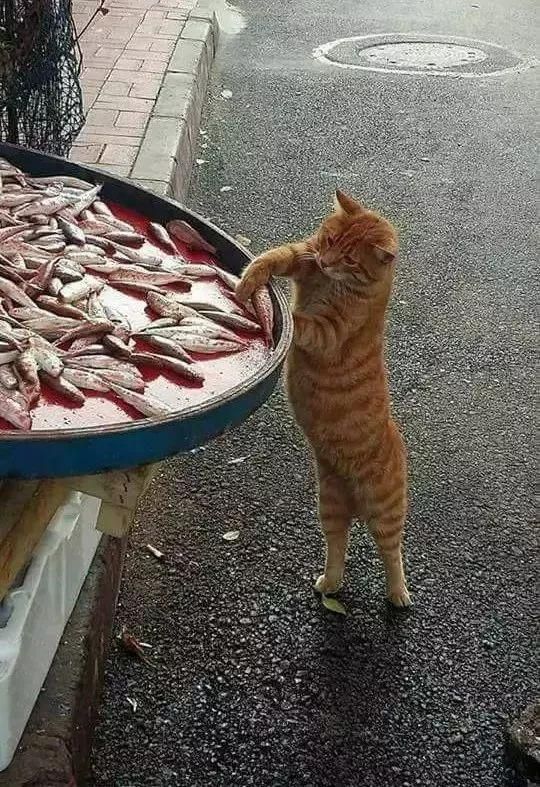 猫到底应该吃什么，怎么吃？猫哥告诉你一个小秘密~