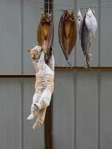 猫到底应该吃什么，怎么吃？猫哥告诉你一个小秘密~