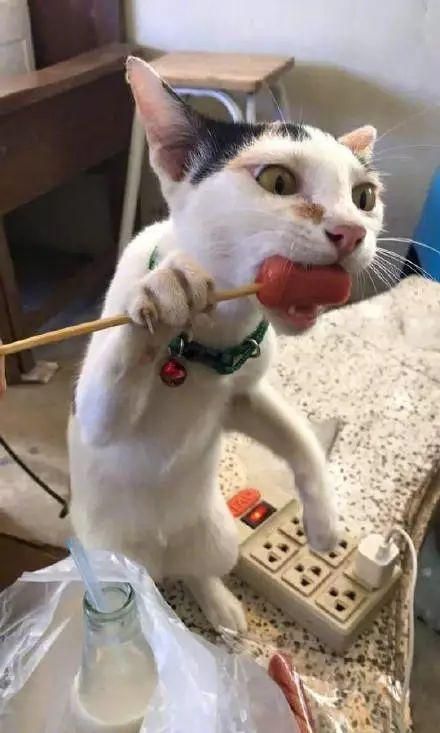 猫到底应该吃什么，怎么吃？猫哥告诉你一个小秘密~