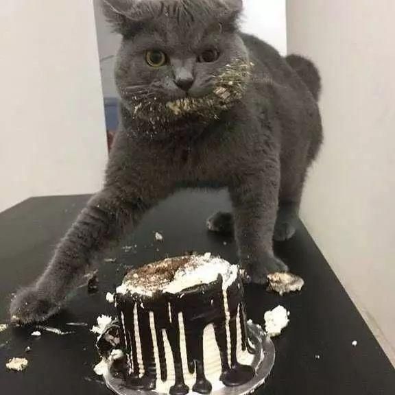 猫到底应该吃什么，怎么吃？猫哥告诉你一个小秘密~