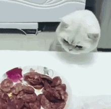 猫到底应该吃什么，怎么吃？猫哥告诉你一个小秘密~