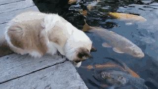 猫到底应该吃什么，怎么吃？猫哥告诉你一个小秘密~