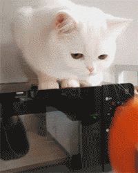 猫到底应该吃什么，怎么吃？猫哥告诉你一个小秘密~