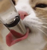 猫到底应该吃什么，怎么吃？猫哥告诉你一个小秘密~