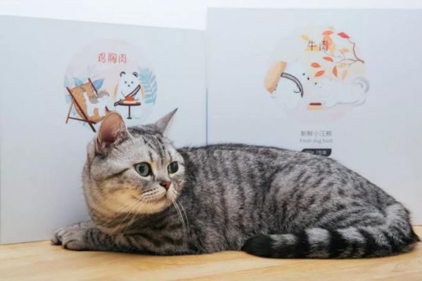 猫到底应该吃什么，怎么吃？猫哥告诉你一个小秘密~