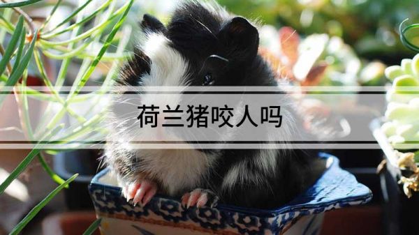 荷兰猪咬人吗
