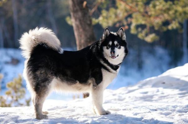 阿拉斯加雪橇犬