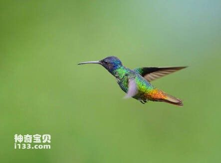 鳞辉尾蜂鸟